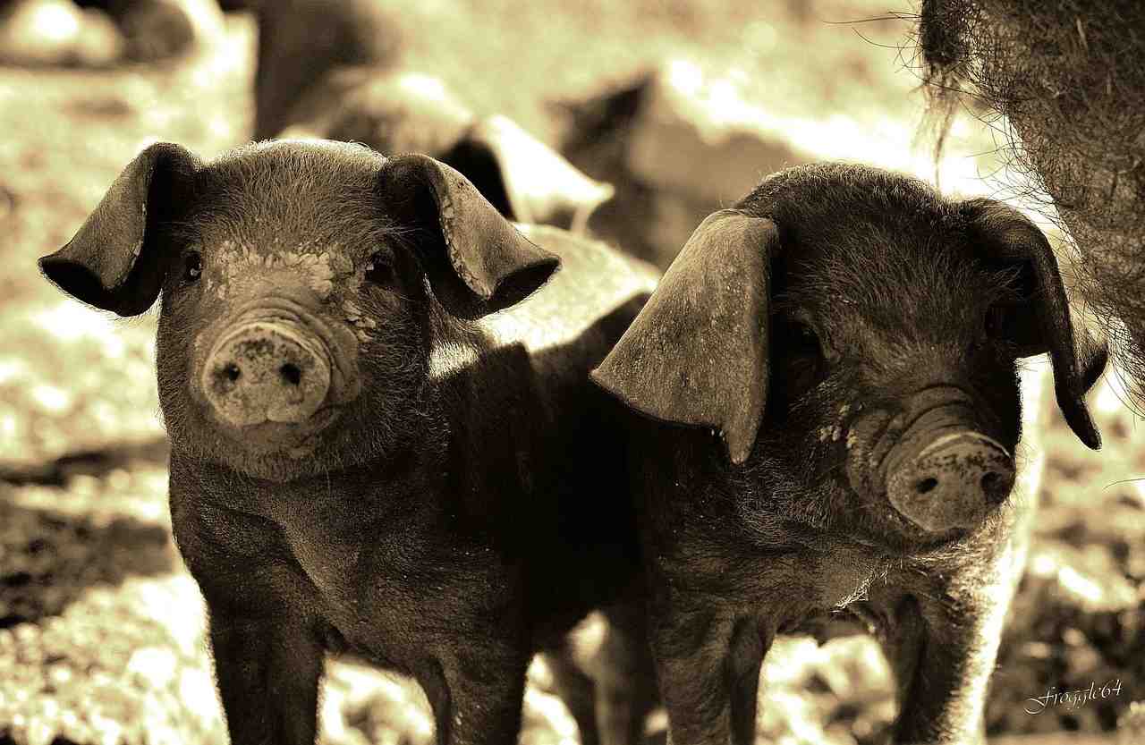 cochon, animaux, pays basque