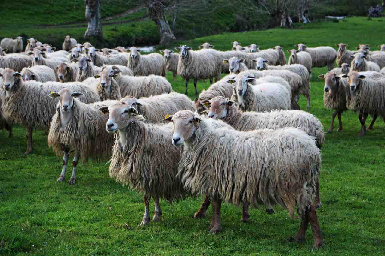 mouton, bétail, agro-industrie